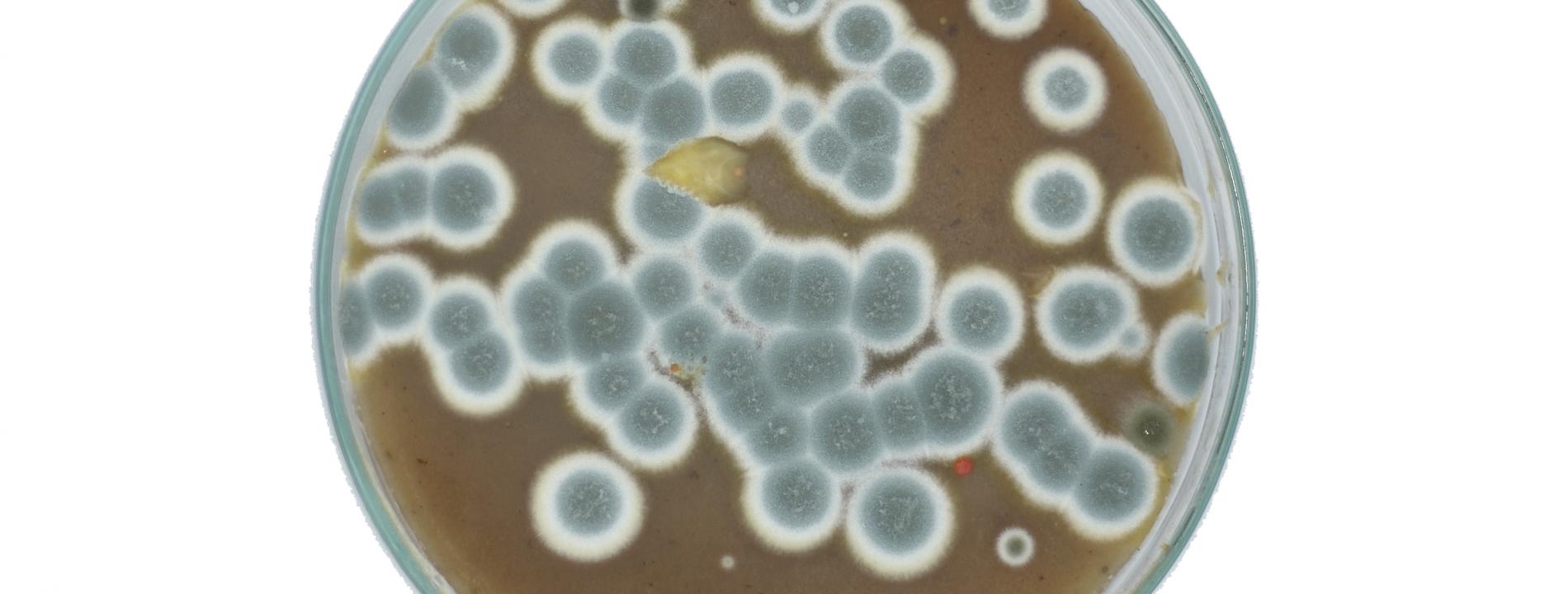 Bacterias en un petri para hacer tintes