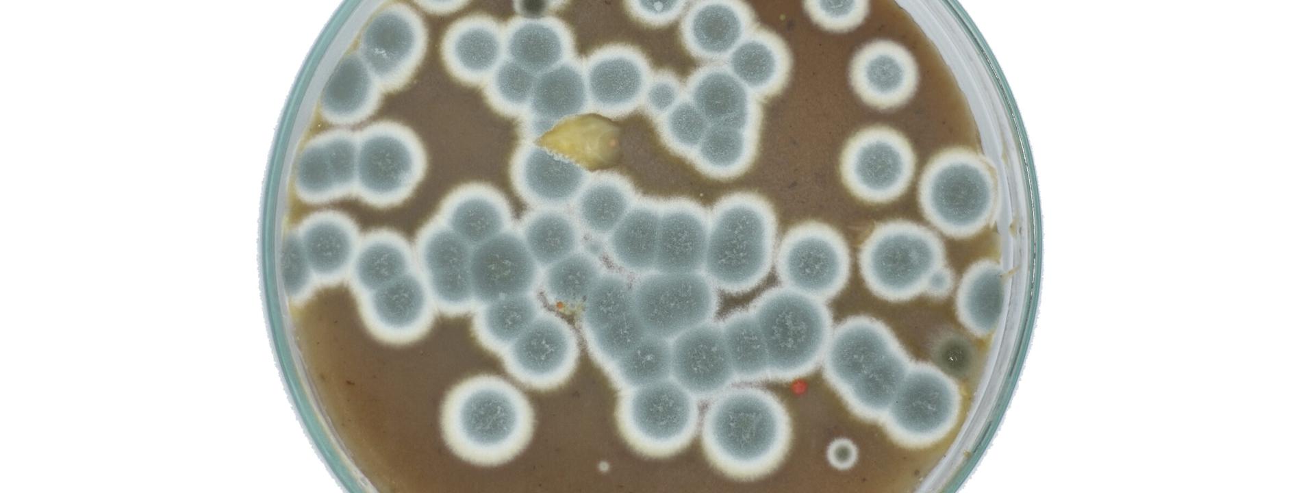 Bacterias en un petri para hacer tintes